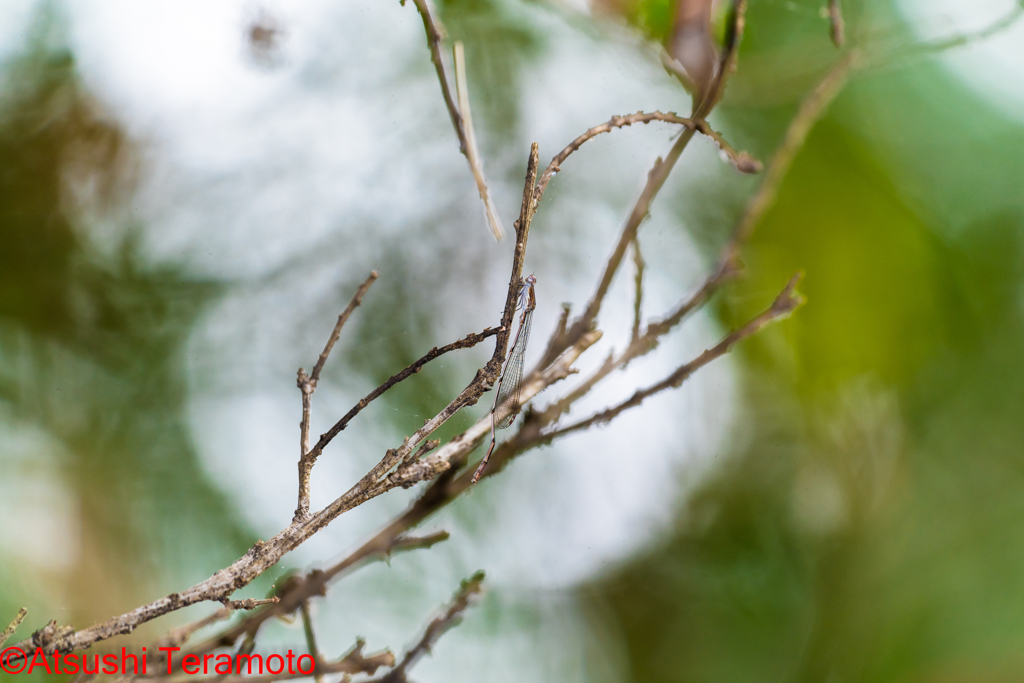 ホソミイトトンボ越冬型♂