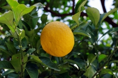 夏みかん