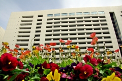 poppy building