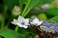 hydrangea9