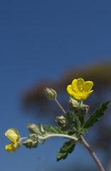 Potentilla freyniana Bornm
