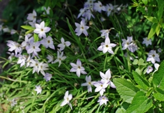 路傍の花