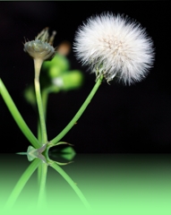 miracle dandelion