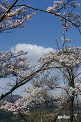 満開