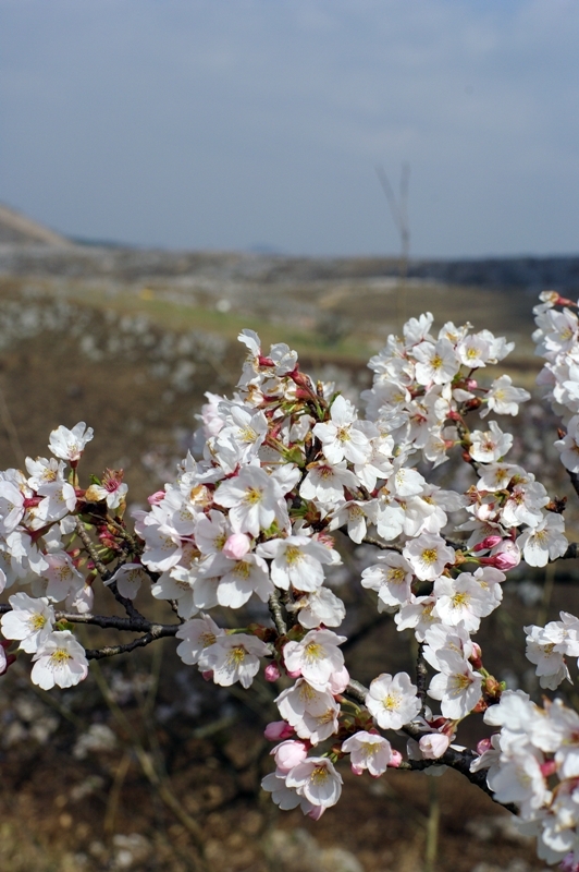 秋吉台の桜