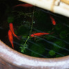 壷の中の金魚