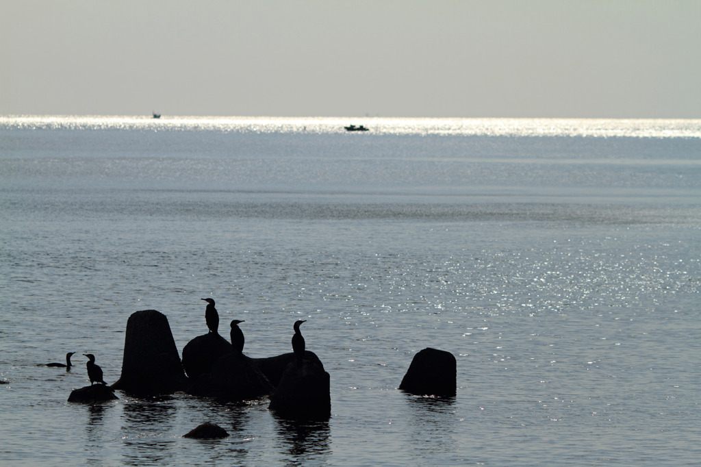 海鵜と光る水平線