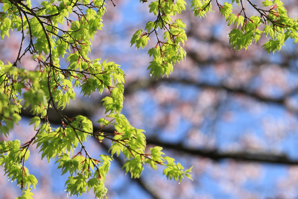 新緑楓～桜を背景に