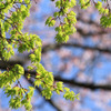 新緑楓～桜を背景に