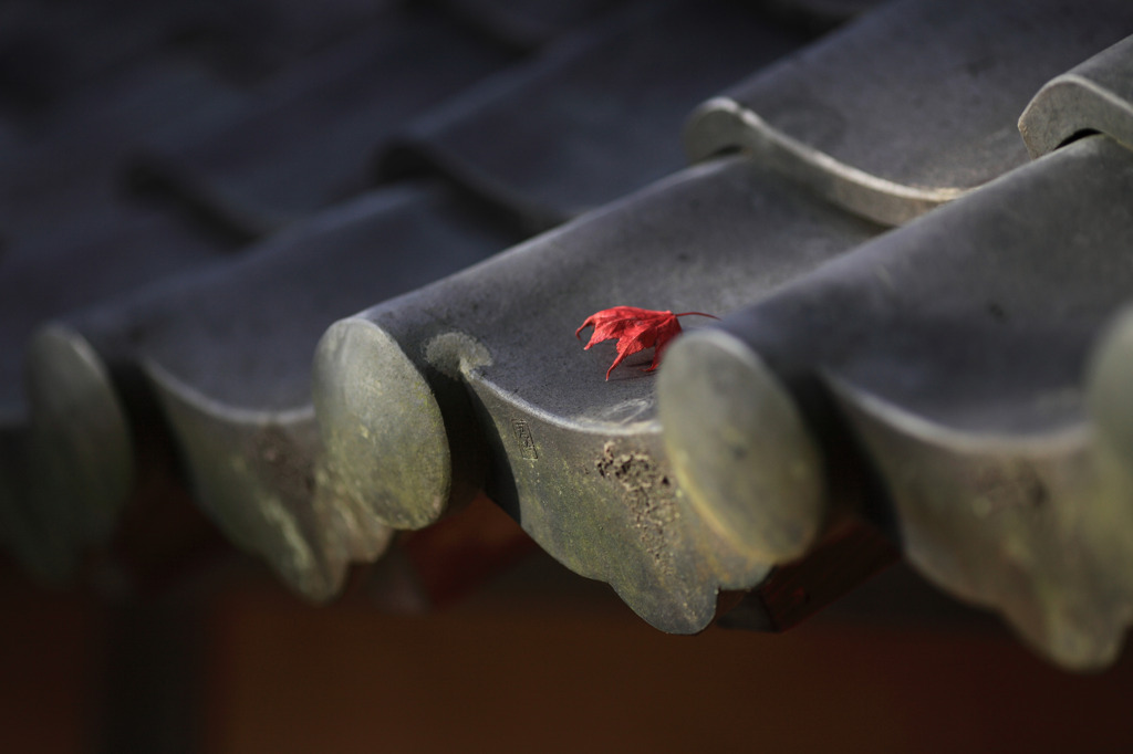 紅葉、一葉