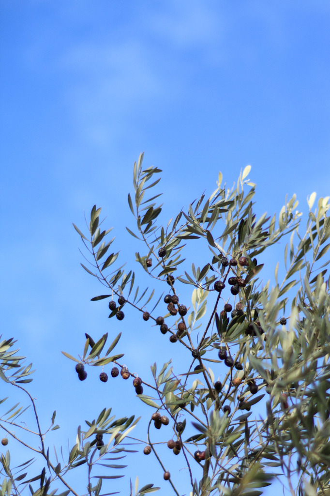 Olive