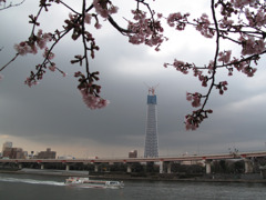 Sakura＆Tokyo　Sky　Tree