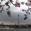 Sakura＆Tokyo　Sky　Tree