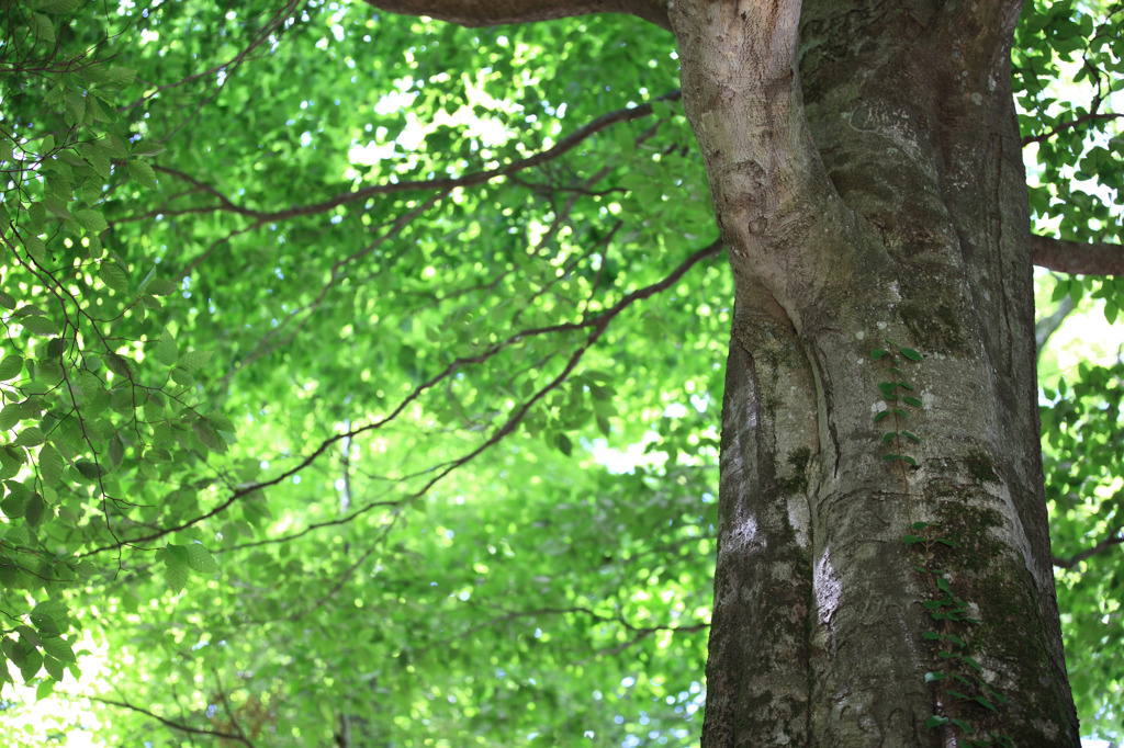 Master of the forest
