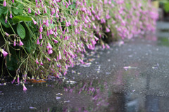 降雨落花