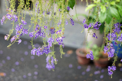 秋雨落花