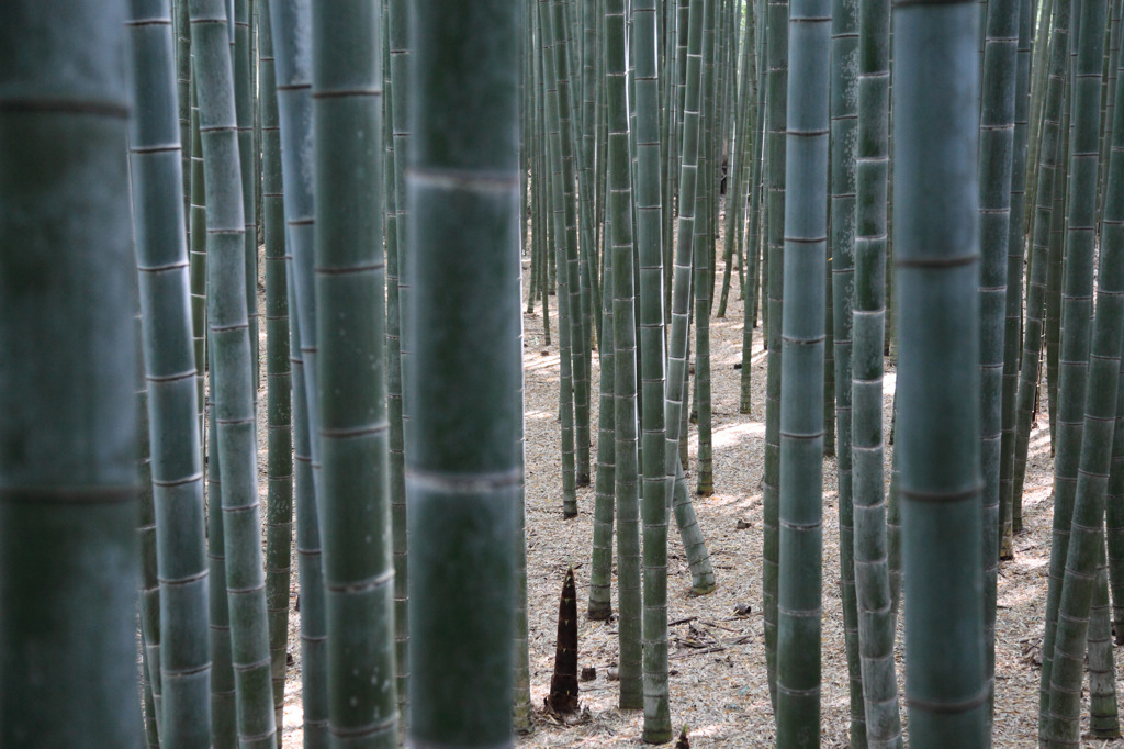 嵯峨嵐山、静かなる竹林