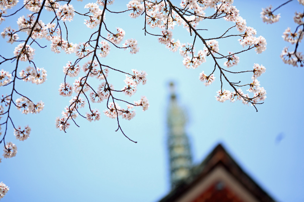 陽春　長谷寺