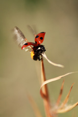 Go！Ladybird