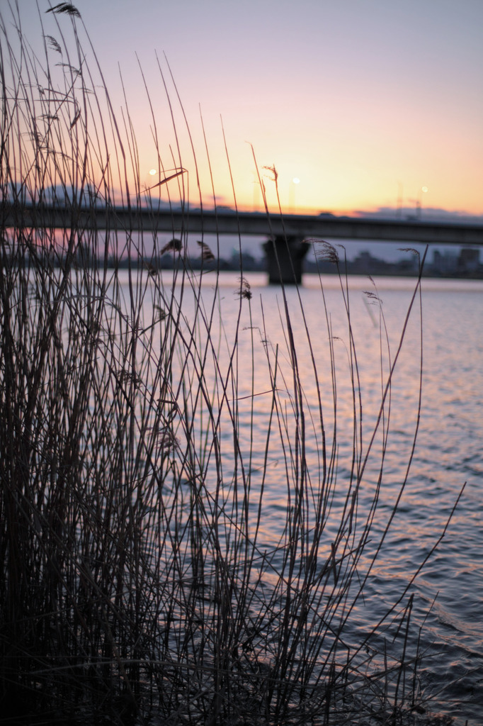 葦原夕景