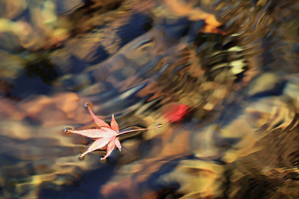 水面の紅葉