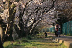 51年目の桜