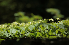 Flowers　or　Leaves