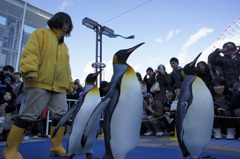 Penguin　Parade