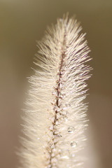 Asatuyu