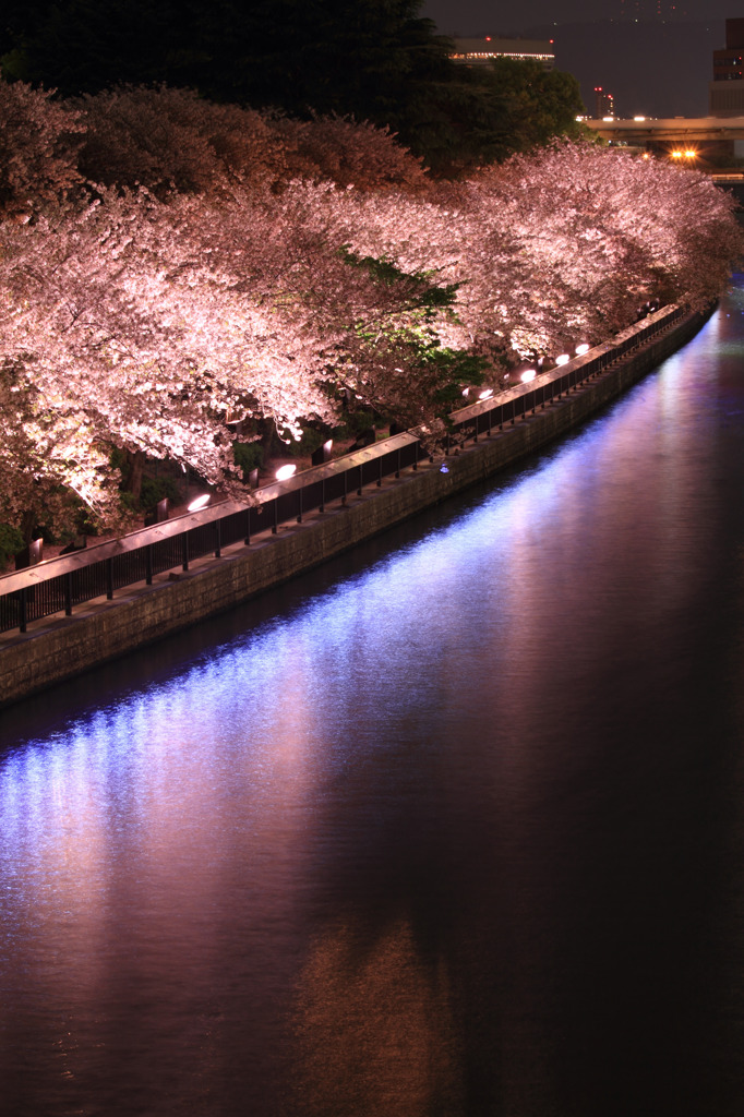 Sakura～水面に写る