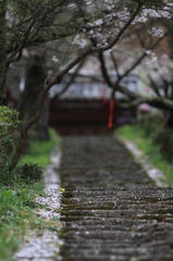 桜散る石段～佛隆寺