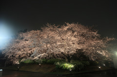 Sakura　in　the　nigｈｔ　rain
