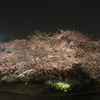 Sakura　in　the　nigｈｔ　rain