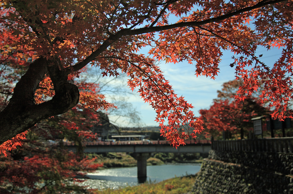 永源寺の紅葉