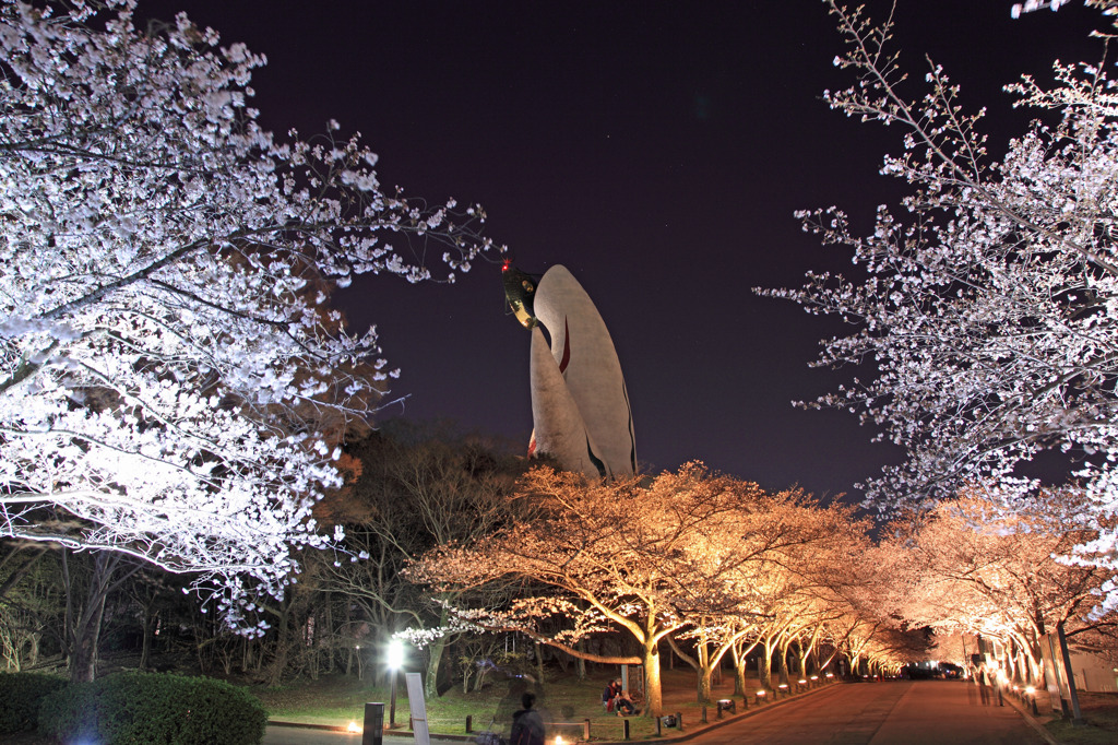 2色の夜桜