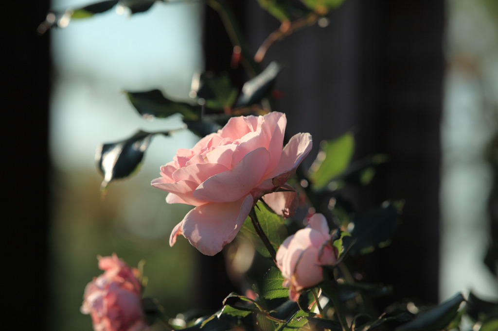 Pink rose in the setting sun
