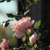 Pink rose in the setting sun