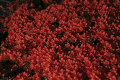 Red　Flower　Wall