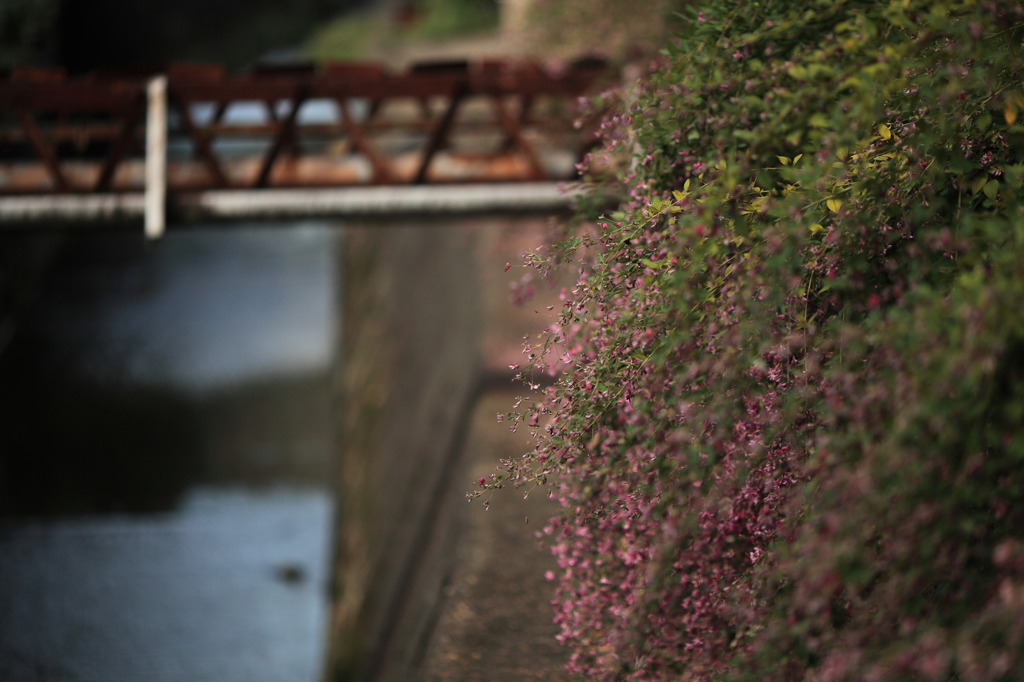 萩の咲く小川