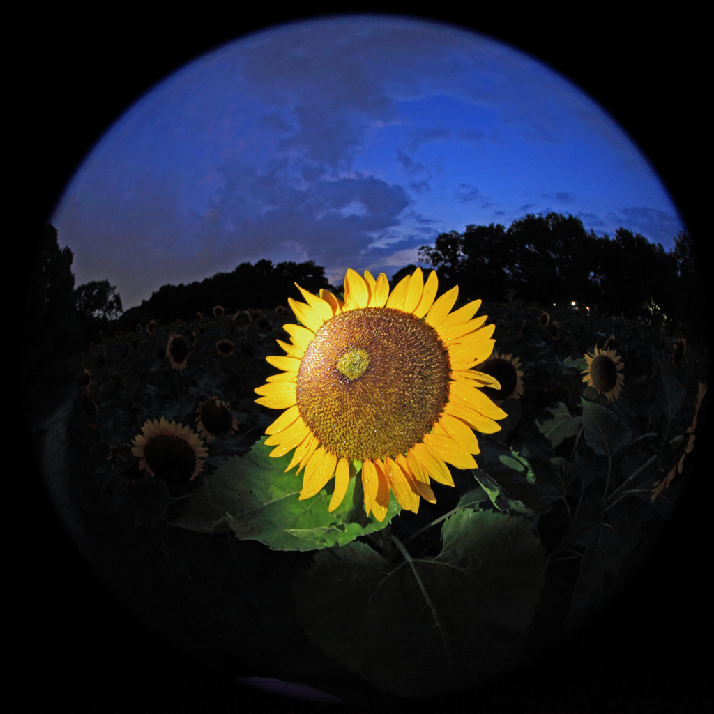 Sunflower in the dark of evening