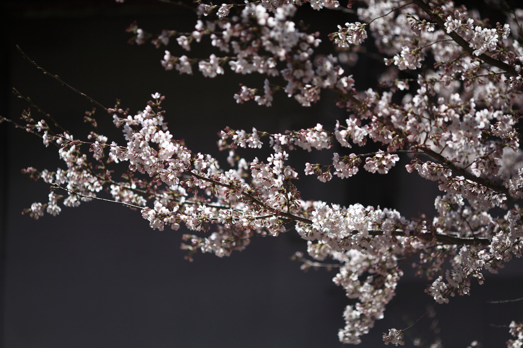 桜、東大寺にて