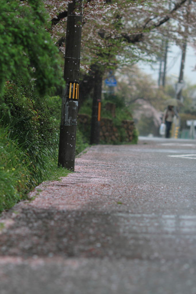 雨に散る