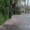 雨に散る