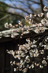 西参道の桜