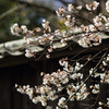 西参道の桜
