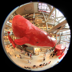Flying　red　whale