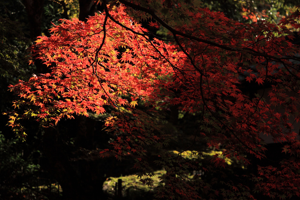 光射す紅葉、陰なる紅葉