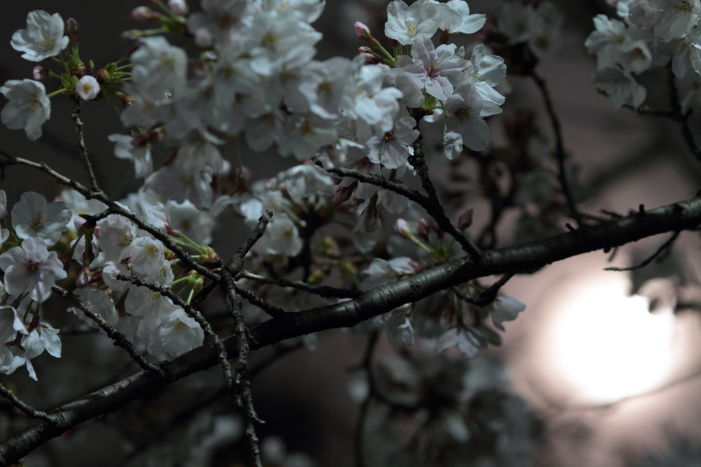 月光桜