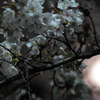 月光桜