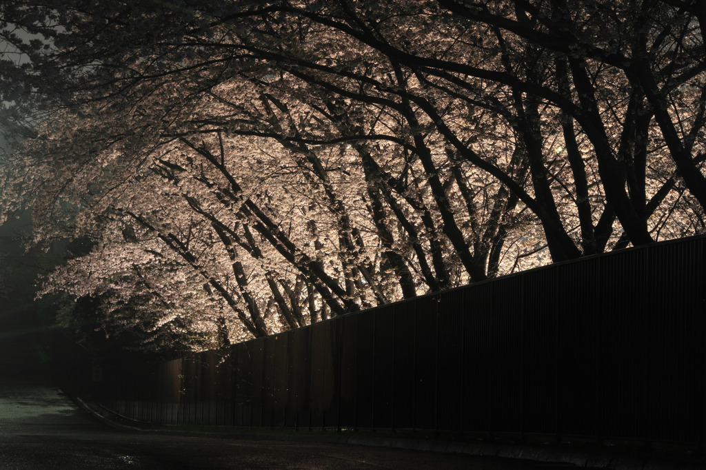 雨に煙る桜路
